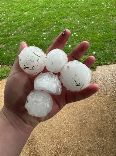 Person holding 1 to 2 inch hail in North Texas near Frisco